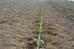 Çiftçiler salatalık ekimine başladı video foto