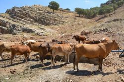Batma Yeniköy'de hırsızlar köylünün büyükbaş hayvanlarını çaldı foto