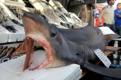 Dev köpek balığı Urfalıların ilgi odağı oldu