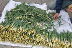 Baharın gelişiyle yetişen 'yeling' geçim kaynağı oldu