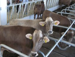 Yerli sığır fiyatı bir önceki yıla göre arttı