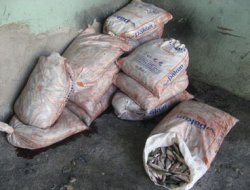 İnci Kefali Av Yasağı Sona Erdi