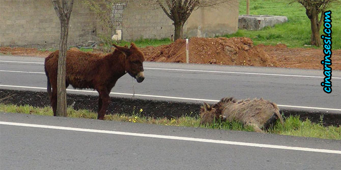 Sıpa, ölen annesinin başucundan ayrılmadı