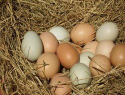 Yumurta üretimi azaldı, tavuk eti üretimi arttı