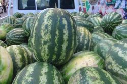 İthal karpuz çiftçiyi mağdur edebilir!