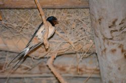 Kırlangıçların hikmetlerle dolu gizemli dünyası foto