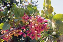 Kırmızı kabuklu Antep fıstığına TSE standardı foto