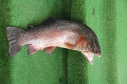 Van İnci Kefaline avlanma yasağı başlıyor