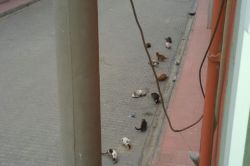 Mardin’in Nusaybin ilçesinde canı pahasına kedilere yemek götürüyor video foto