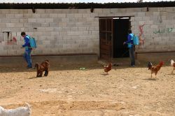 Akçakale'de larva ilaçlama çalışması foto