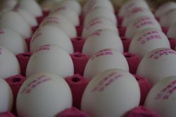 Tarihsiz yumurta satışı yapanlara denetim yapılsın