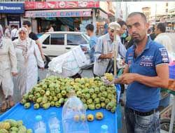 Adana'nın Damak Tadı: Dikenli İncir