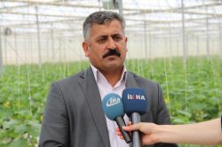 Elektrik kesintileri 6 milyon TL’lik serayı vurdu foto