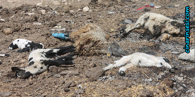 Li Mêrdînê telefbûna heywnan a razdar