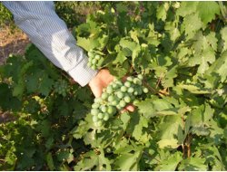 Üzüme Bereket Yağdı (Video)