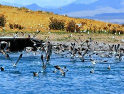 Martılar Sıcaklık ve Açlıktan Öldü