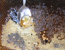 Gercüş Balı Markalaşma Yolunda