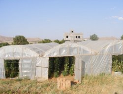 Gercüş'e İlk Sera Kuruldu (Video)