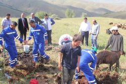Muş'ta koyun kırkma sezonu başladı foto