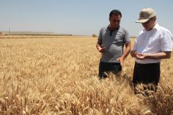 Çınar’ın Şükürlü köyünde hububat hasadı denetlendi foto