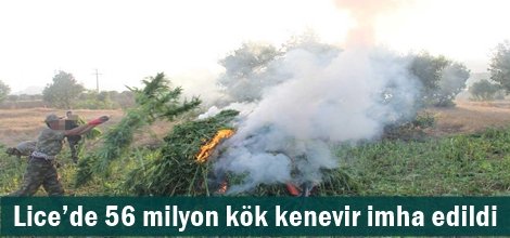 Lice’de 56 milyon kök kenevir imha edildi