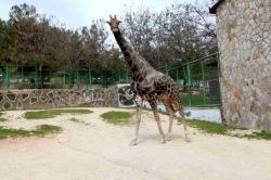 Gaziantep Hayvanat Bahçesi bayramda ziyaretçi akınına uğradı foto