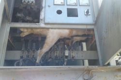 Trafoya giren kedi telef oldu