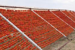 Sıcak havalar kurutmacıların yüzünü güldürüyor