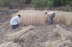 Biçerdöverin giremediği tarlalarda oraklı hasat