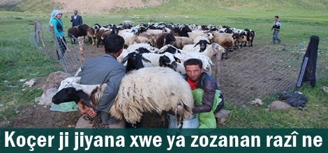 Koçer ji jiyana xwe ya zozanan razî ne