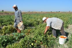 Batman’da yerli domates hasadına başlandı
