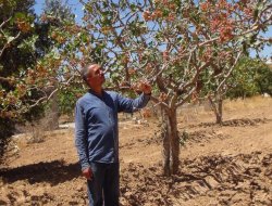 Hilberînerên fistiqan endîşedar in ku dê hişkî çêbe