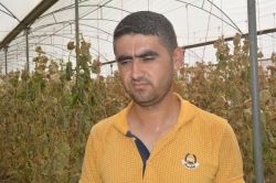 Elektriğin kesilmesi nedeniyle çiftçinin ekinleri kurudu