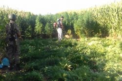 Çınar'da mısır tarlasında Hint keneviri ele geçirildi