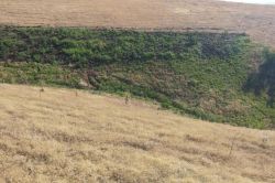 Bingöl’de 2 bin 145 kök kenevir ele geçirildi