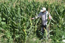 Çiftçiler mısırdan yüksek verim bekliyor