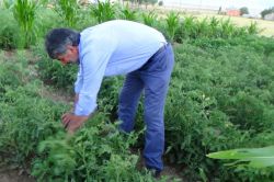 Bahçesinde organik sebze yetiştiriyor