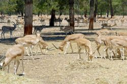 Ceylan avlamanın cezası 7 bin 500 TL