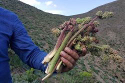 Uçkun bitkisinden ilaç üretilecek