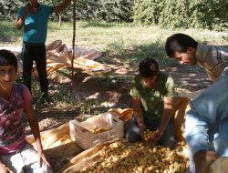 Kavurucu Sıcaklığa Rağmen Oruçlu Çalışıyorlar