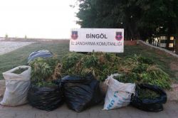 Bingöl’de  113 bin  kök Hint keneviri ve esrar ele geçirildi