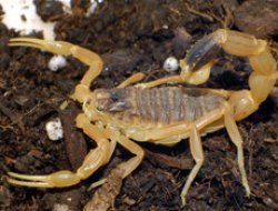 Batman'da 4 Kişiyi Akrep Soktu