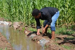 Elektrik borcu bulunan çiftçilere yüzde 75 indirim