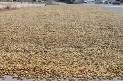 Fıstığın desteklenmeye alınması lazım