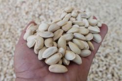 “Fıstık rekoltesinin artması için sulu tarım sistemine geçilmeli”