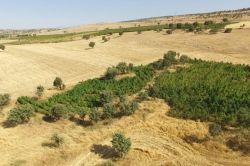 Licelilerden esrar tarlalarına ilişkin önemli iddia