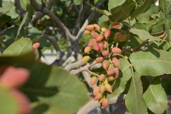 Batman’da çiftçiler fıstıklardan yüksek verim bekliyor foto