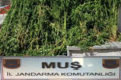 Muş’ta uyuşturucu operasyonu