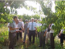 Bursa Şeftali Üretiminde Bir Numara