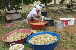 Şifa kaynağı dutun pekmeze yolculuğu